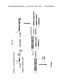 Methods for Genotyping diagram and image