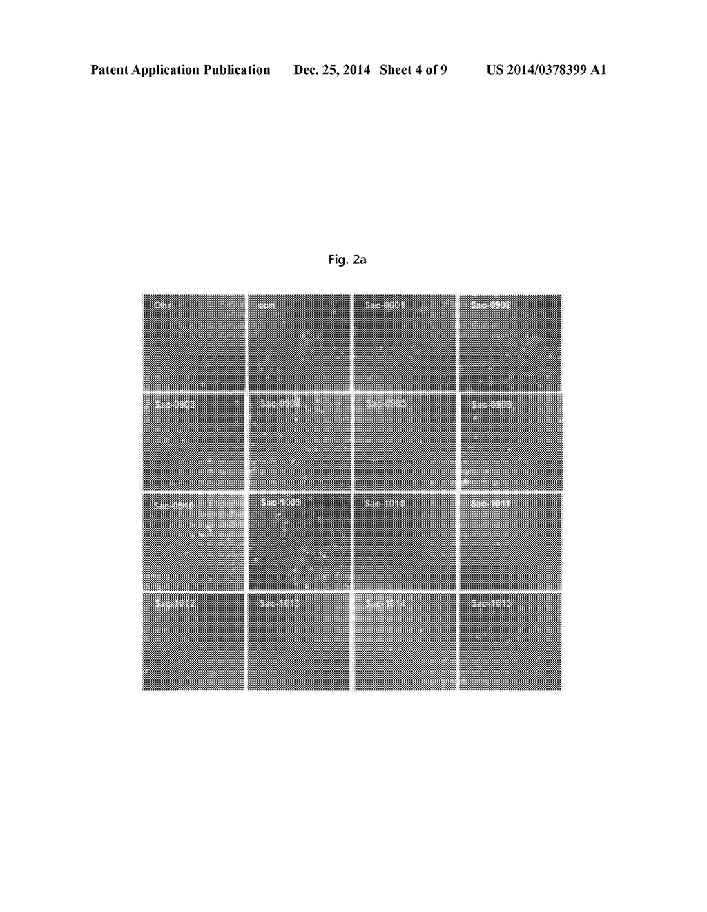 NOVEL VASCULAR LEAKAGEAGE INHIBITOR - diagram, schematic, and image 05