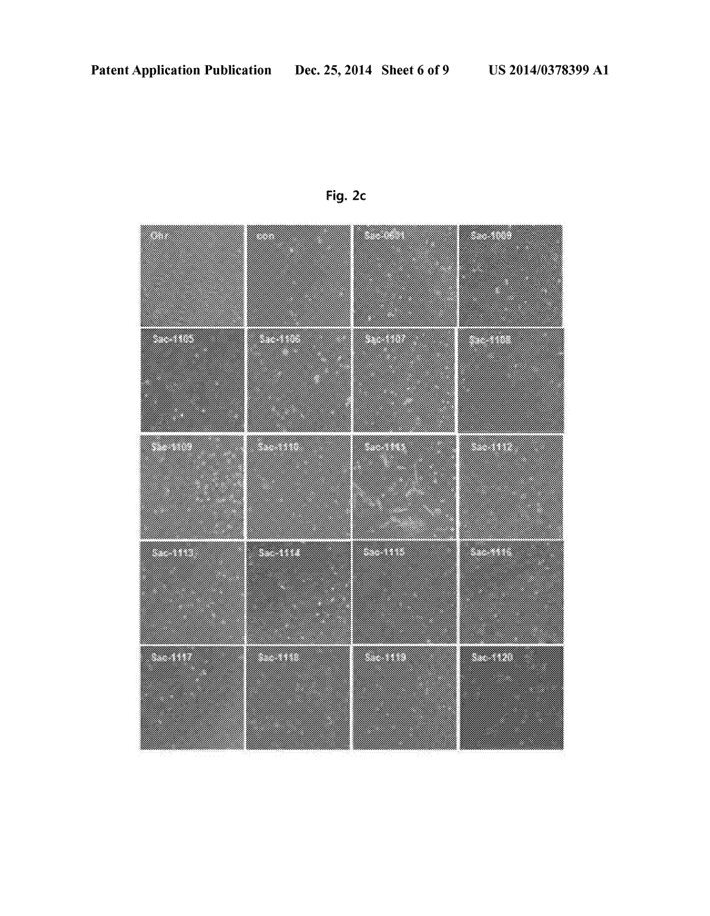 NOVEL VASCULAR LEAKAGEAGE INHIBITOR - diagram, schematic, and image 07