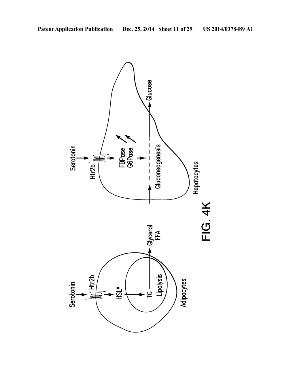 METHODS OF PREVENTING AND TREATING DIABETES BY INHIBITING SEROTONIN     SYNTHESIS - diagram, schematic, and image 12