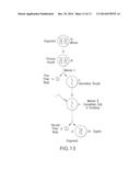 RAPID BREEDING OF ANIMALS diagram and image