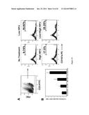 METHOD OF DIAGNOSIS AND TREATMENT OF TUMORS USING HIGH INTENSITY FOCUSED     ULTRASOUND diagram and image