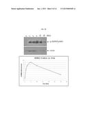 APTAMER WHICH SELECTIVELY BINDS TO ERBB2 RECEPTOR AND USES THEREOF diagram and image