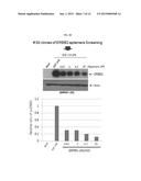 APTAMER WHICH SELECTIVELY BINDS TO ERBB2 RECEPTOR AND USES THEREOF diagram and image