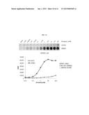 APTAMER WHICH SELECTIVELY BINDS TO ERBB2 RECEPTOR AND USES THEREOF diagram and image