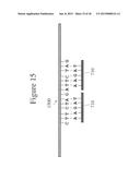 DEVICES AND METHODS FOR DETERMINING THE LENGTH OF BIOPOLYMERS AND     DISTANCES BETWEEN PROBES BOUND THERETO diagram and image