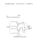 ANTITHROMBOGENIC HOLLOW FIBER MEMBRANES AND FILTERS diagram and image