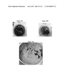 ANTITHROMBOGENIC HOLLOW FIBER MEMBRANES AND FILTERS diagram and image