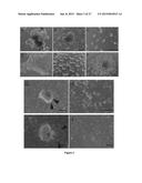 MAMMALIAN NEURAL PLATE BORDER STEM CELLS CAPABLE OF FORMING NEURAL TUBE     AND NEURAL CREST CELL LINEAGES INCLUDING CENTRAL AND PERIPHERAL NEURONS diagram and image