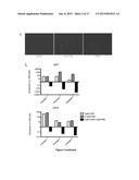 MAMMALIAN NEURAL PLATE BORDER STEM CELLS CAPABLE OF FORMING NEURAL TUBE     AND NEURAL CREST CELL LINEAGES INCLUDING CENTRAL AND PERIPHERAL NEURONS diagram and image