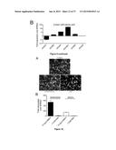 MAMMALIAN NEURAL PLATE BORDER STEM CELLS CAPABLE OF FORMING NEURAL TUBE     AND NEURAL CREST CELL LINEAGES INCLUDING CENTRAL AND PERIPHERAL NEURONS diagram and image