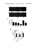 MAMMALIAN NEURAL PLATE BORDER STEM CELLS CAPABLE OF FORMING NEURAL TUBE     AND NEURAL CREST CELL LINEAGES INCLUDING CENTRAL AND PERIPHERAL NEURONS diagram and image