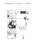 Novel MSC Surface Marker diagram and image