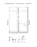 DNASE I POLYPEPTIDES, POLYNUCLEOTIDES ENCODING SAME, METHODS OF PRODUCING     DNASE I AND USES THEREOF IN THERAPY diagram and image