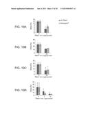 DNASE I POLYPEPTIDES, POLYNUCLEOTIDES ENCODING SAME, METHODS OF PRODUCING     DNASE I AND USES THEREOF IN THERAPY diagram and image