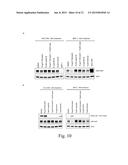 METHODS FOR TREATMENT OF BREAST CANCER NONRESPONSIVE TO TRASTUZUMAB diagram and image