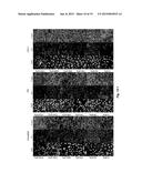 Polysiloxane Substrates with Highly-Tunable Elastic Modulus diagram and image