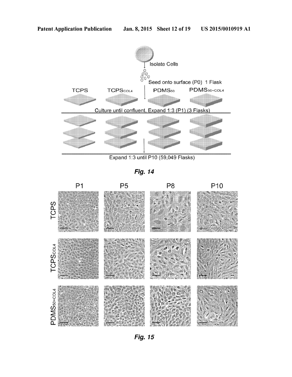 Polysiloxane Substrates with Highly-Tunable Elastic Modulus - diagram, schematic, and image 13