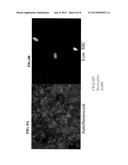 METHODS OF SELECTING RETINAL PIGMENTED EPITHELIAL CELLS diagram and image