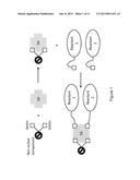 BIS-BIOTINYLATION TAGS diagram and image