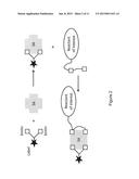 BIS-BIOTINYLATION TAGS diagram and image