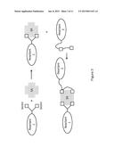 BIS-BIOTINYLATION TAGS diagram and image