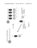 BIS-BIOTINYLATION TAGS diagram and image