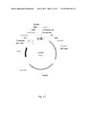 ANTIBACTERIAL POLYPEPTIDES AND USE THEREOF diagram and image