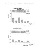 OXYNTOMODULIN ANALOGUES AND THEIR EFFECTS ON FEEDING BEHAVIOUR diagram and image