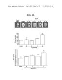 METHODS AND COMPOSITIONS FOR STIMULATING BONE REGENERATION diagram and image