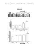 METHODS AND COMPOSITIONS FOR STIMULATING BONE REGENERATION diagram and image