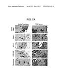 METHODS AND COMPOSITIONS FOR STIMULATING BONE REGENERATION diagram and image