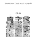 METHODS AND COMPOSITIONS FOR STIMULATING BONE REGENERATION diagram and image