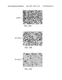 Single-Stranded Nucleic Acid Molecule for Controlling Gene Expression diagram and image