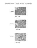 Single-Stranded Nucleic Acid Molecule for Controlling Gene Expression diagram and image