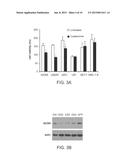INHIBITION OF THE GLYCINE CLEAVAGE SYSTEM FOR TREATMENT OF CANCER diagram and image