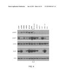 INHIBITION OF THE GLYCINE CLEAVAGE SYSTEM FOR TREATMENT OF CANCER diagram and image