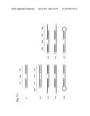 NUCLEIC ACID MOLECULE FOR INHIBITING ACTIVITY OF RNAI MOLECULE diagram and image