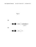 NUCLEIC ACID MOLECULE FOR INHIBITING ACTIVITY OF RNAI MOLECULE diagram and image