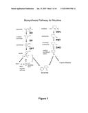 REDUCING LEVELS OF NICOTINIC ALKALOIDS IN PLANTS diagram and image