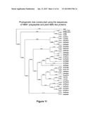 REDUCING LEVELS OF NICOTINIC ALKALOIDS IN PLANTS diagram and image