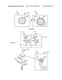 METHOD FOR AUTOMATIC PHENOTYPE MEASUREMENT AND  SELECTION diagram and image