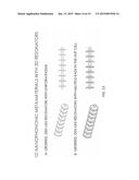 NANOPHONONIC METAMATERIALS diagram and image