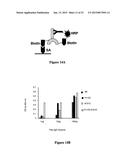 ZIRCONIUM-RADIOLABELED, CYSTEINE ENGINEERED ANTIBODY CONJUGATES diagram and image