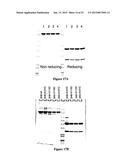 ZIRCONIUM-RADIOLABELED, CYSTEINE ENGINEERED ANTIBODY CONJUGATES diagram and image