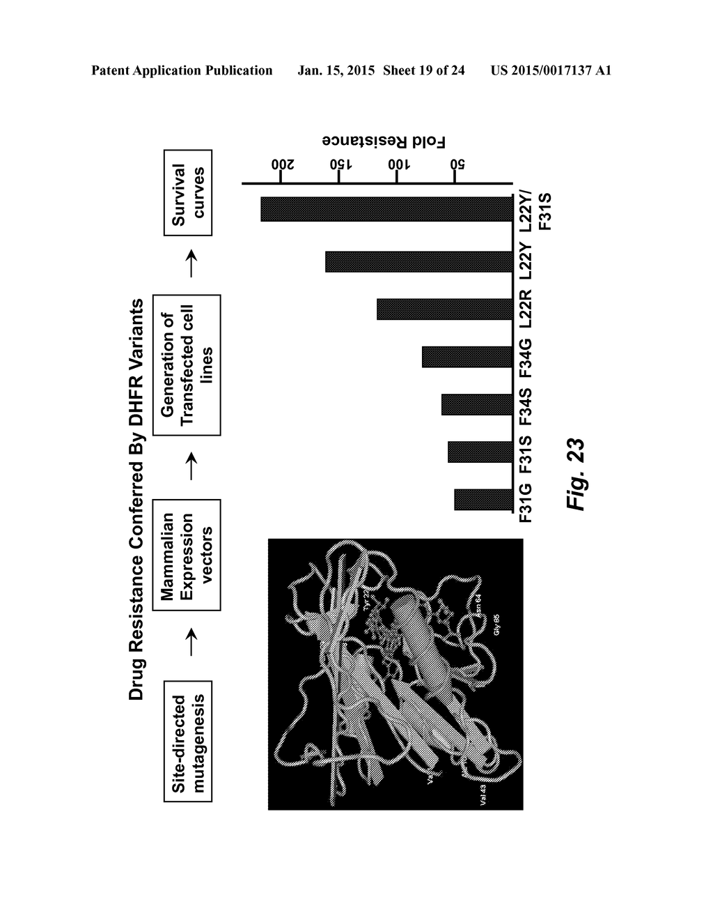 DRUG RESISTANT IMMUNOTHERAPY FOR TREATMENT OF A CANCER - diagram, schematic, and image 20