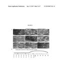 COMPOSITIONS AND METHODS FOR THE ALTERATION OF XLHED PHENOTYPES diagram and image