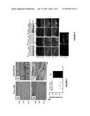 MONOCLONAL ANTIBODIES THAT INHIBIT THE Wnt SIGNALING PATHWAY AND METHODS     OF PRODUCTION AND USE THEREOF diagram and image