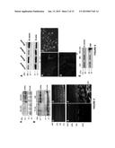 MONOCLONAL ANTIBODIES THAT INHIBIT THE Wnt SIGNALING PATHWAY AND METHODS     OF PRODUCTION AND USE THEREOF diagram and image