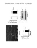 MONOCLONAL ANTIBODIES THAT INHIBIT THE Wnt SIGNALING PATHWAY AND METHODS     OF PRODUCTION AND USE THEREOF diagram and image